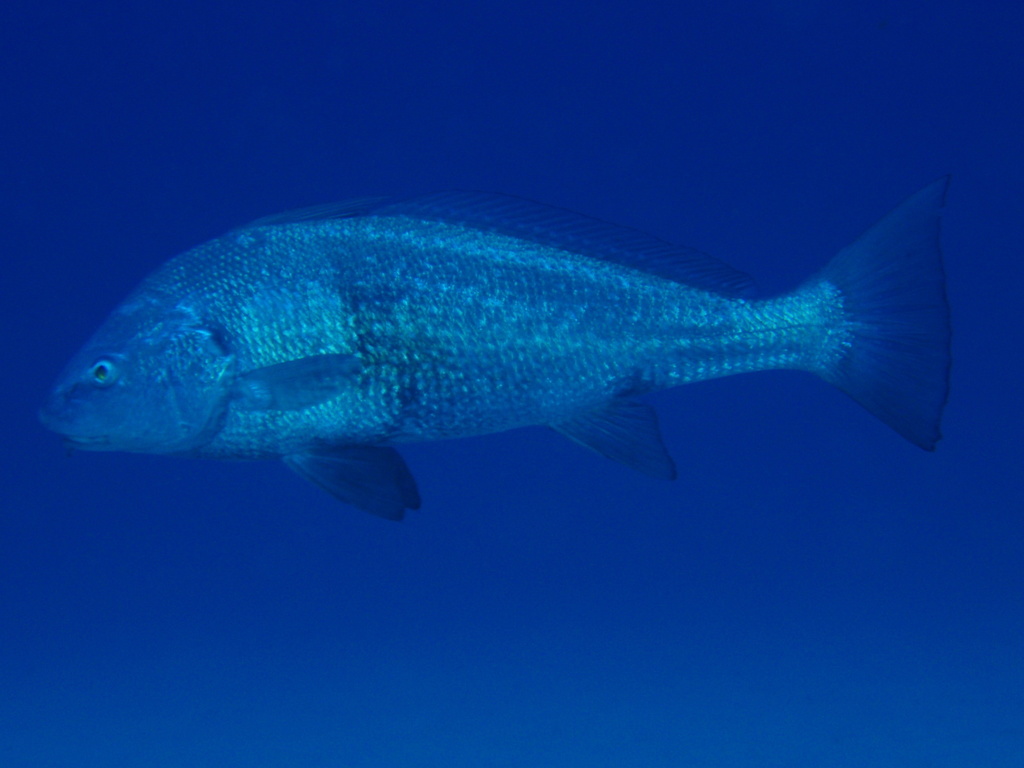 Ombrine fusca