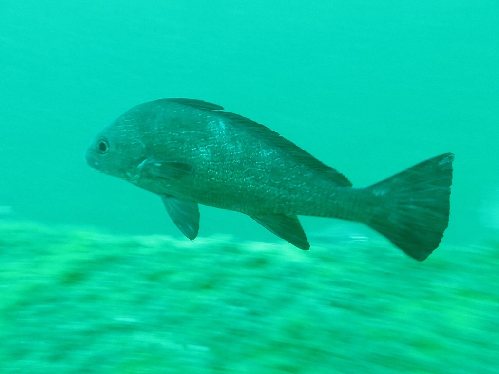 Ombrine fusca
