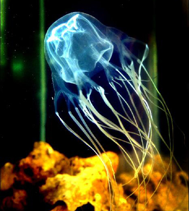 Marine Stinger