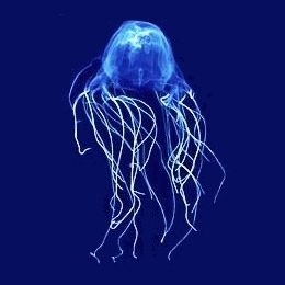 Cuboméduse d'Australie
