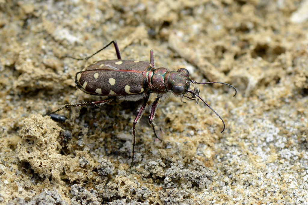 Littoral Tiger Beetle