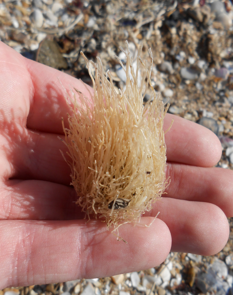 Tubular Hydroid