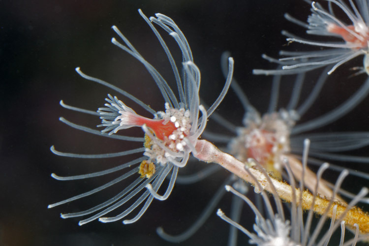 Tubular Hydroid