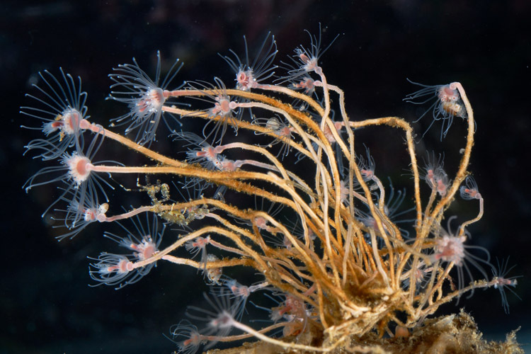 Tubular Hydroid