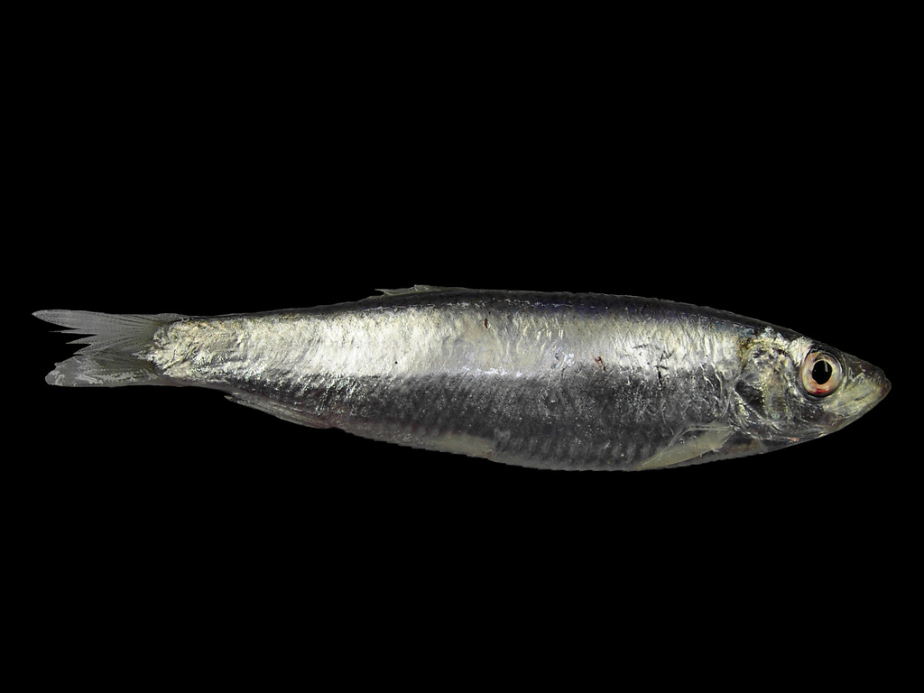 European Sprat