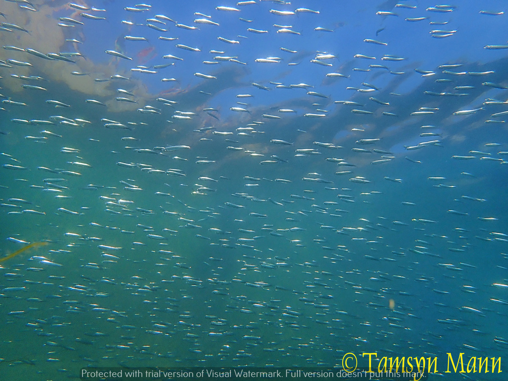 European Sprat