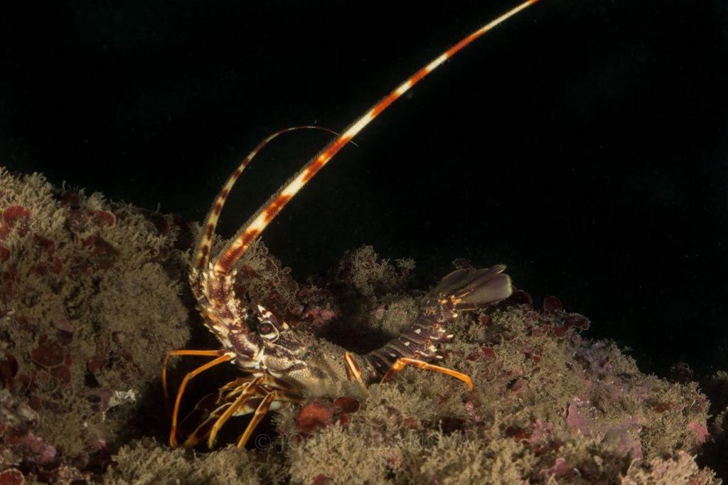 European Spiny Lobster