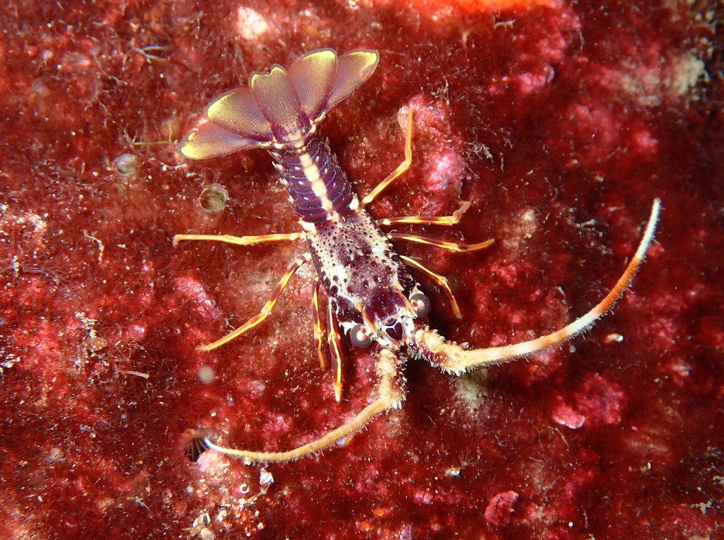 European Spiny Lobster