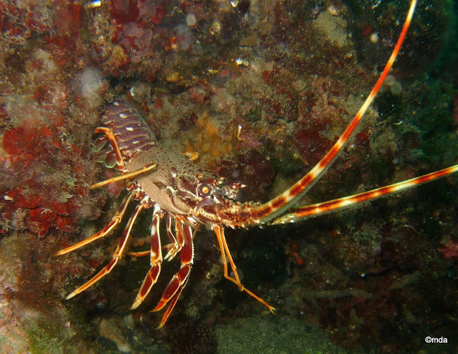 European Spiny Lobster