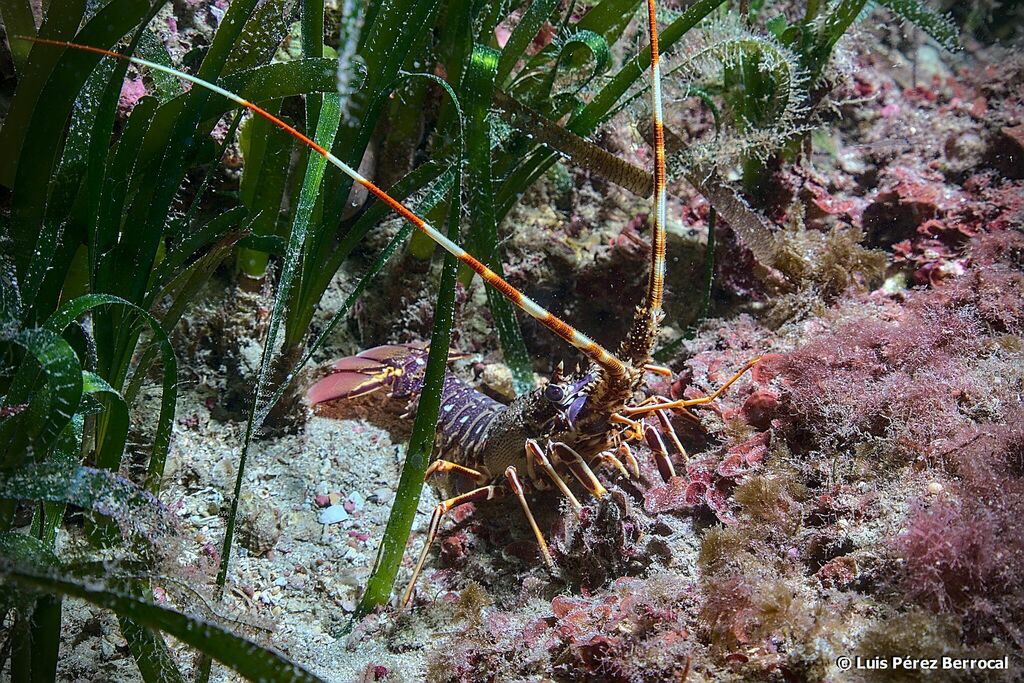 European Spiny Lobster