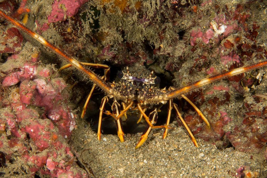 European Spiny Lobster