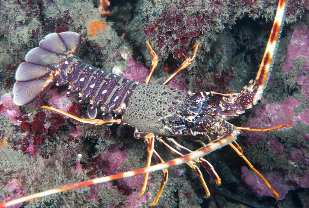 European Spiny Lobster