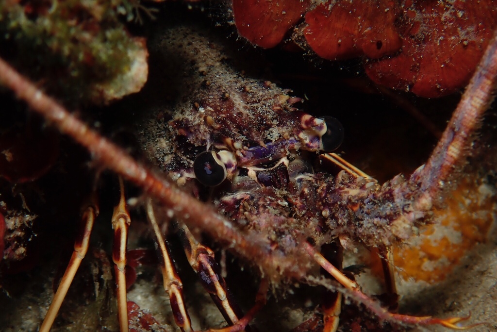 European Spiny Lobster