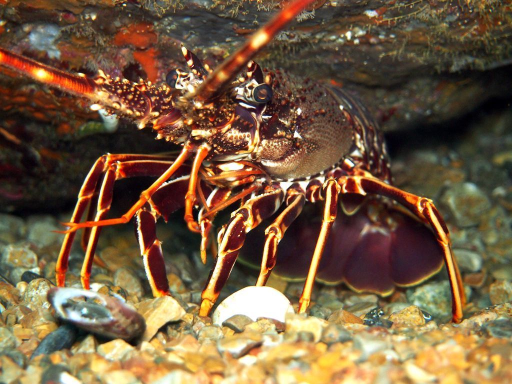 European Spiny Lobster