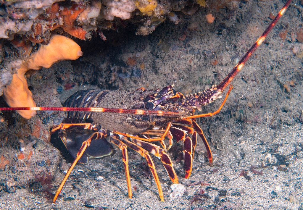 European Spiny Lobster