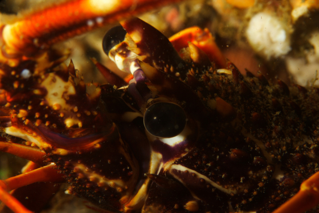 European Spiny Lobster