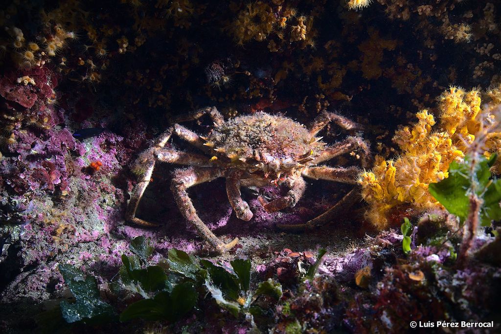 European Spider Crab