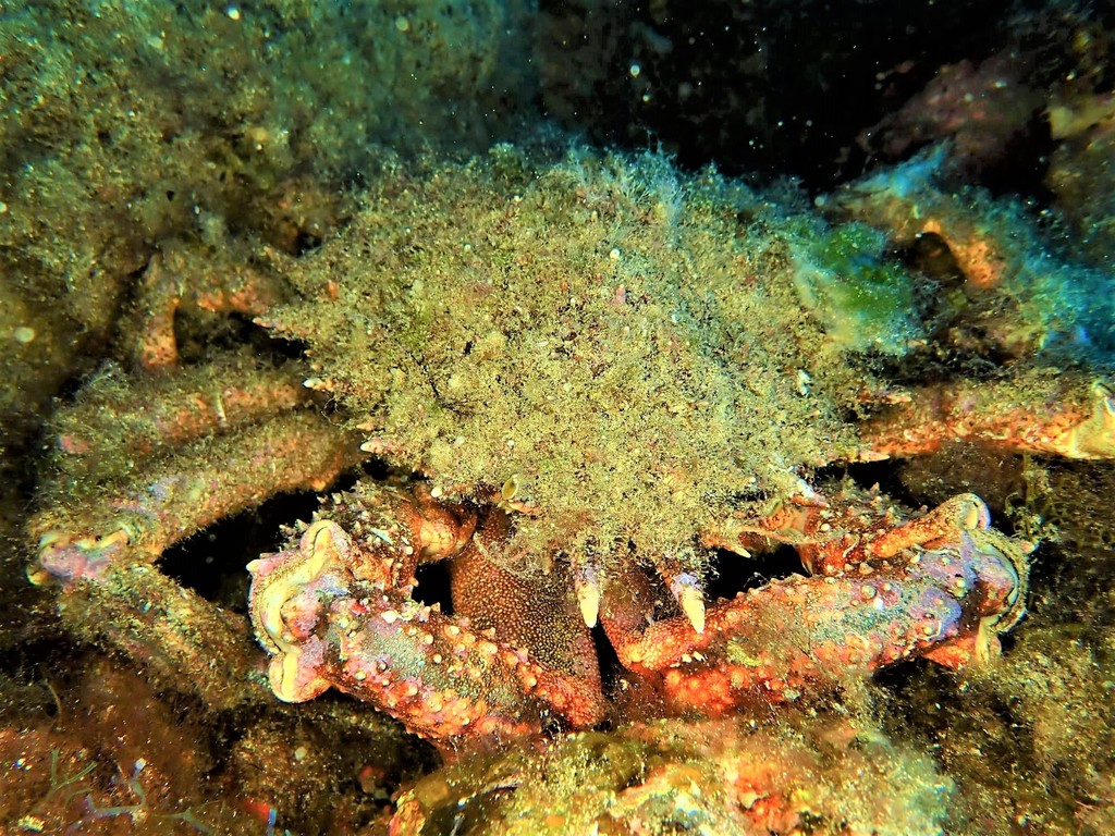 European Spider Crab
