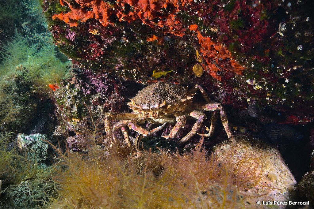 European Spider Crab