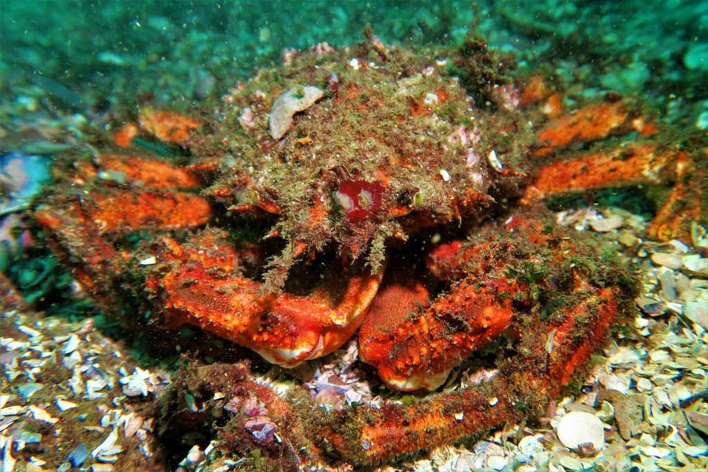 European Spider Crab