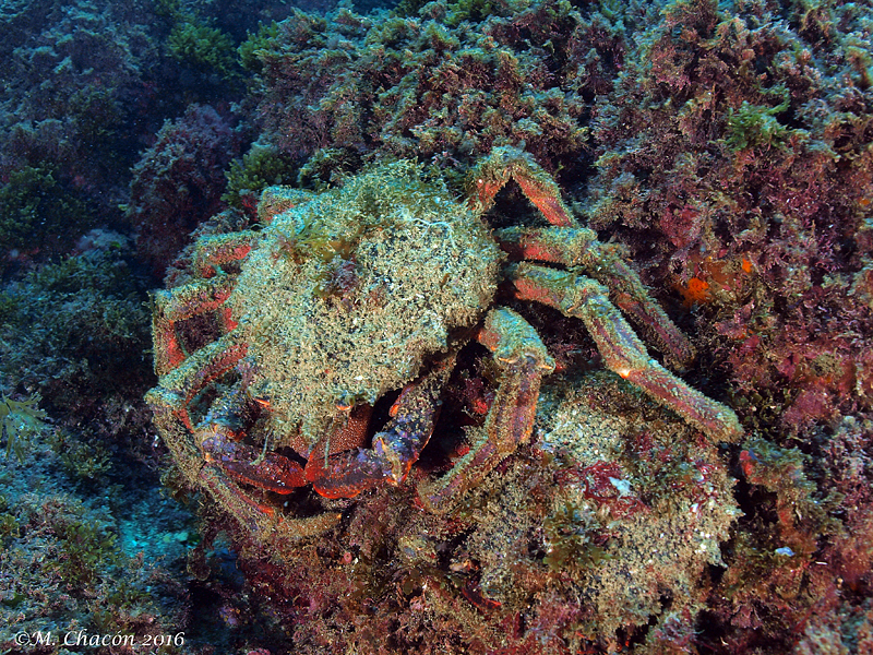 European Spider Crab