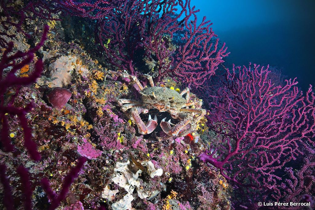 European Spider Crab