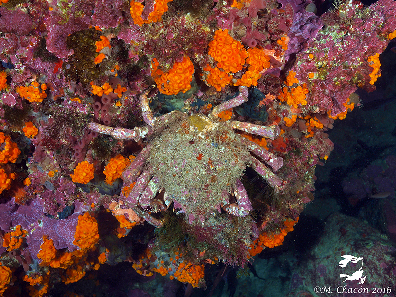 European Spider Crab