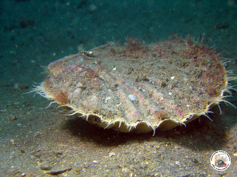 Pilgrim's Scallop