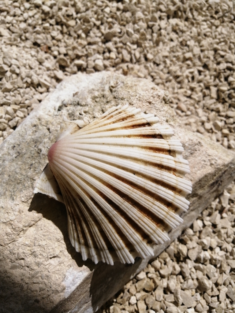 Pilgrim's Scallop