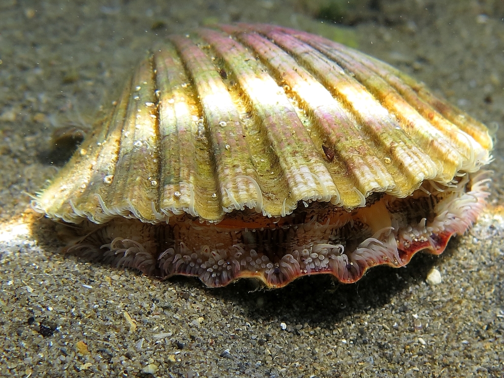 Pilgrim's Scallop