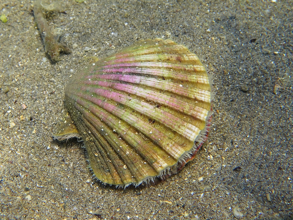 Pilgrim's Scallop