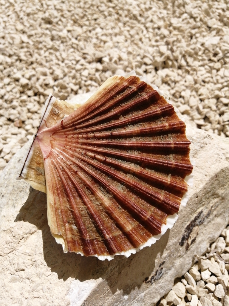 Pilgrim's Scallop