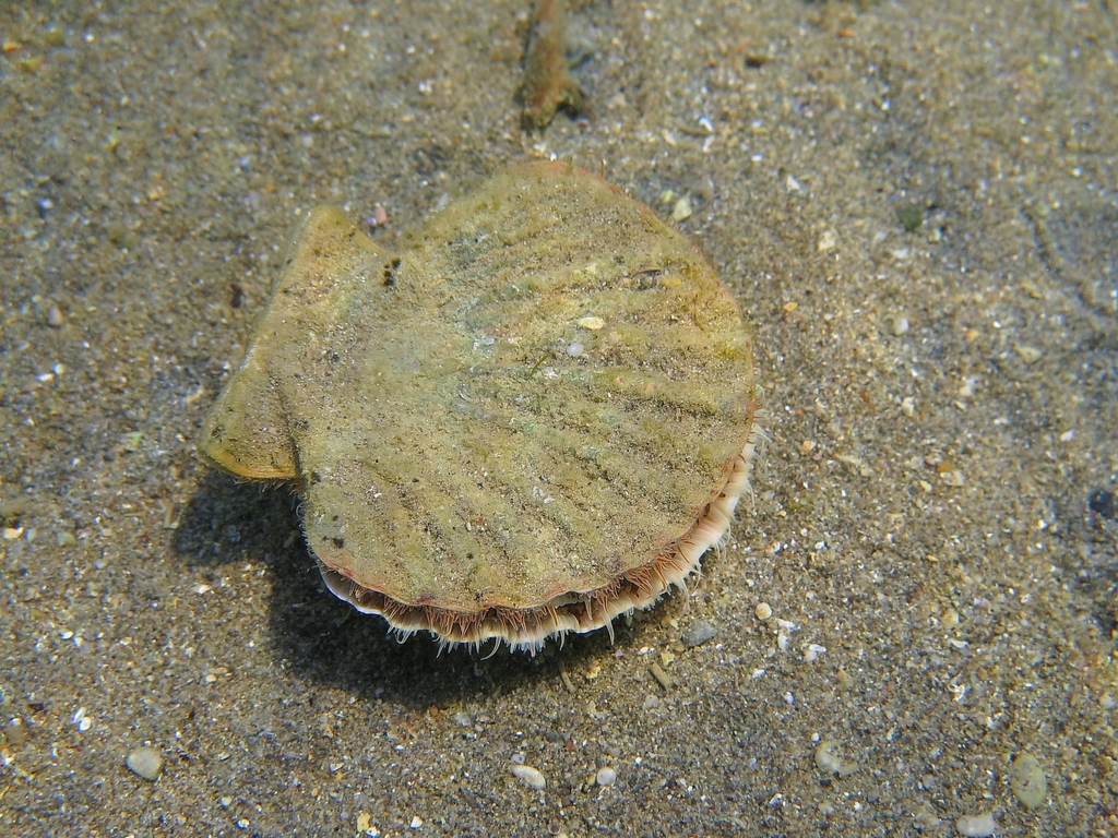Pilgrim's Scallop