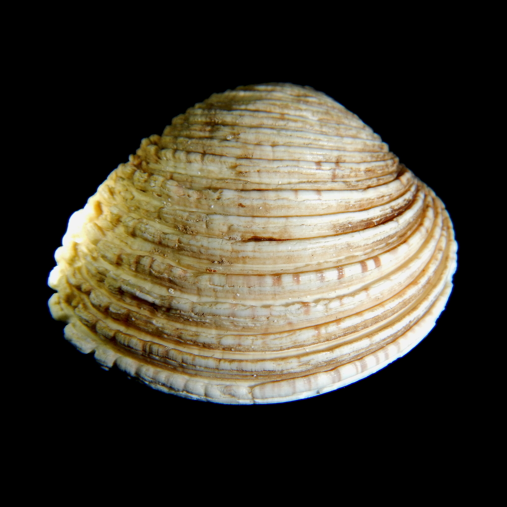 Praire commune