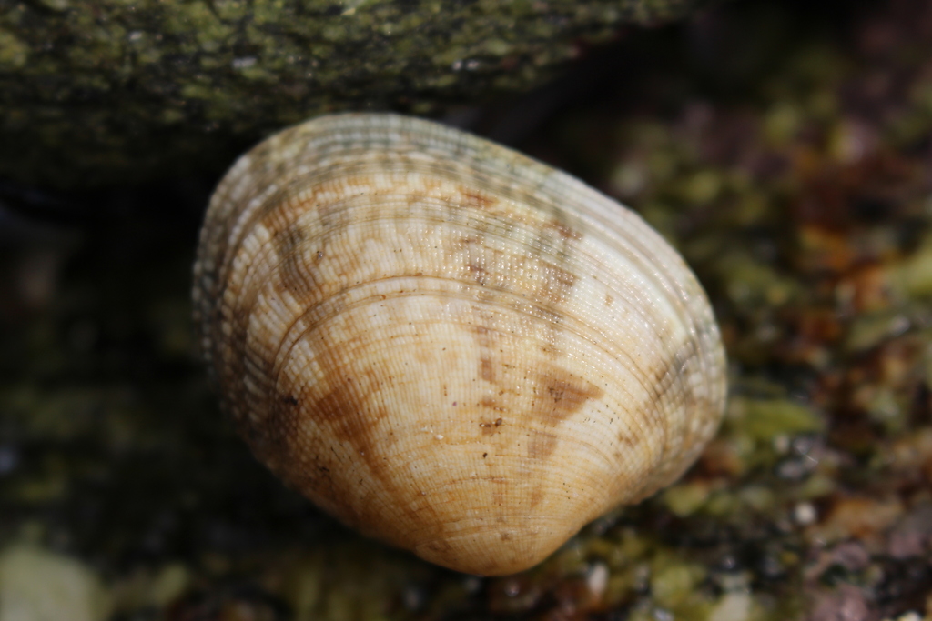 grooved carpet shell