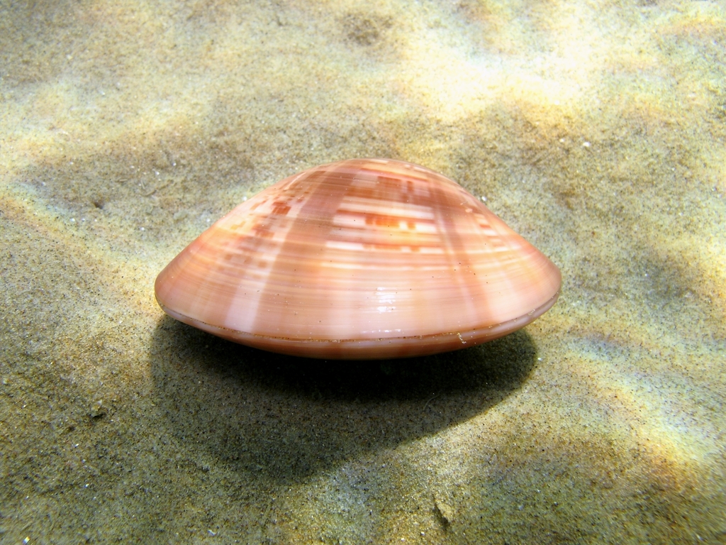 Smooth Clam