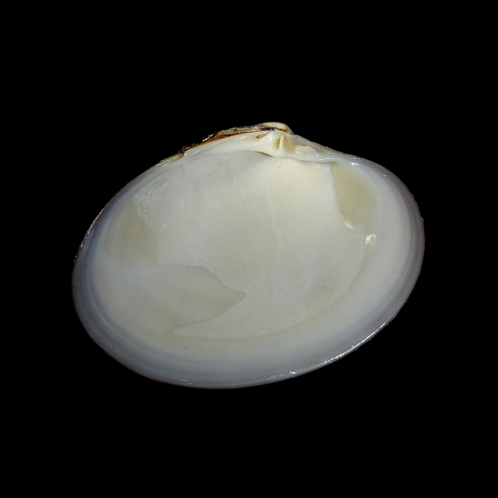 Smooth Clam