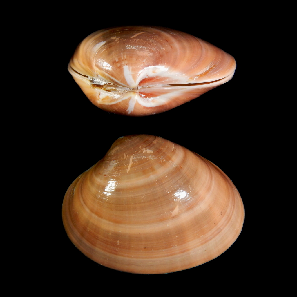 Smooth Clam