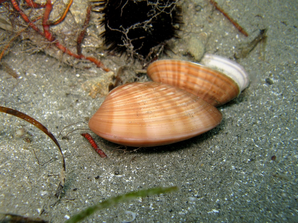 Smooth Clam
