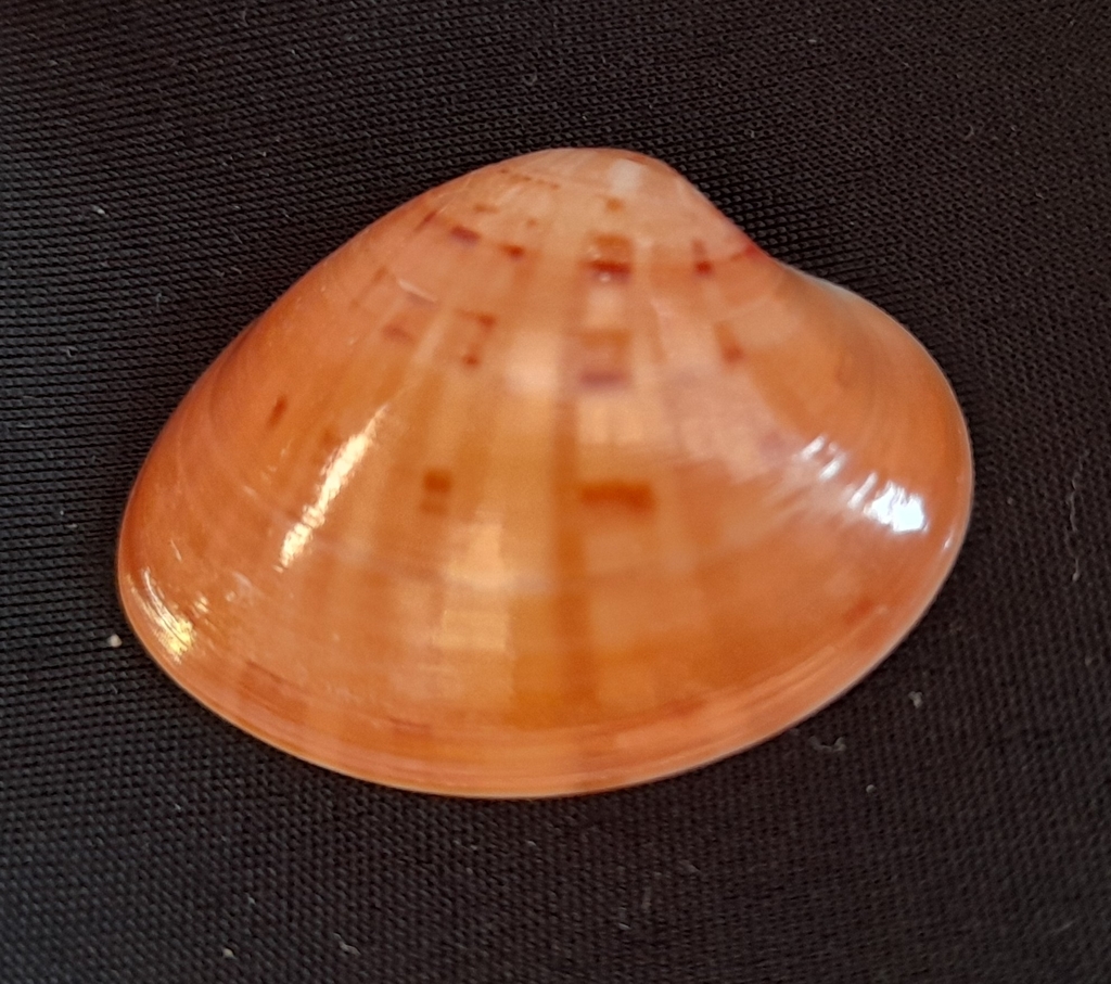 Smooth Clam