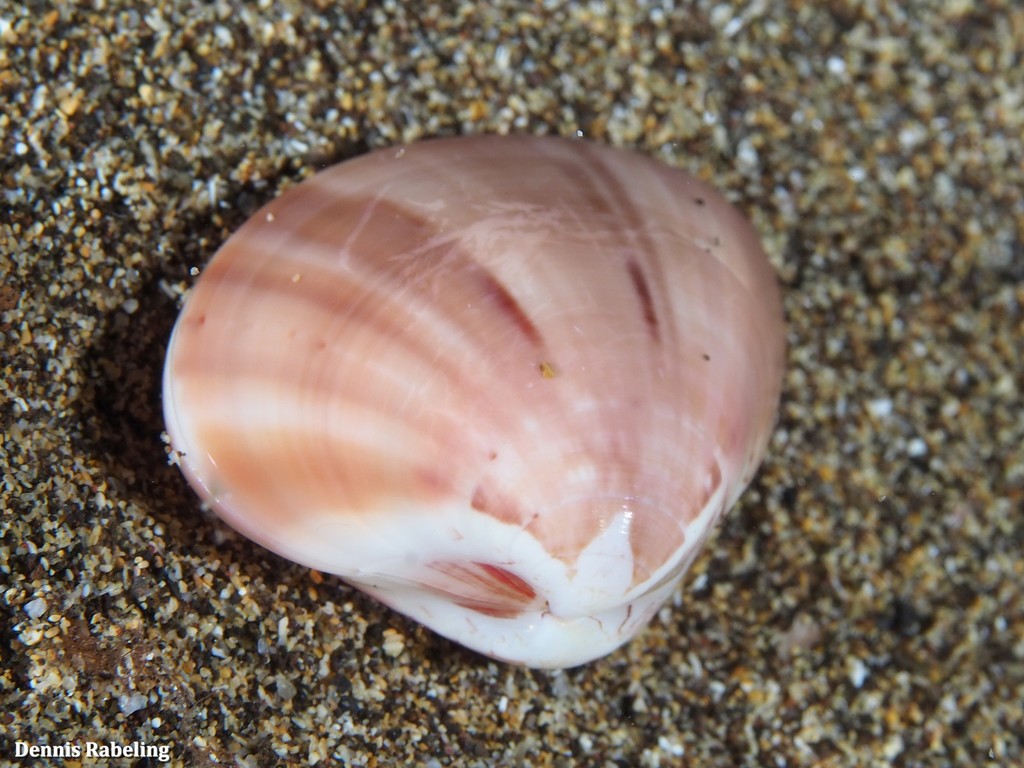 Smooth Clam