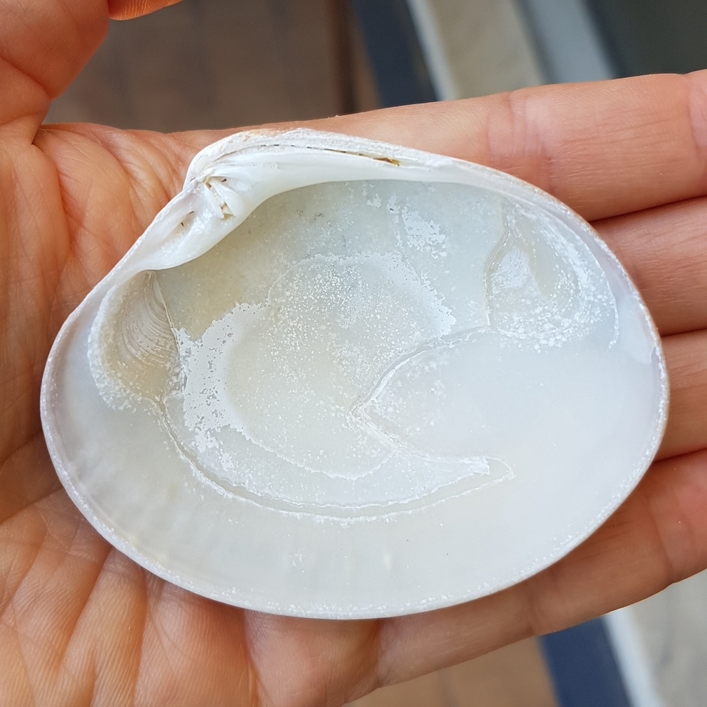 Smooth Clam