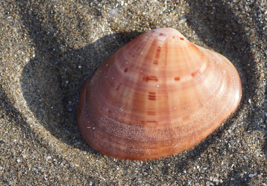 Smooth Clam