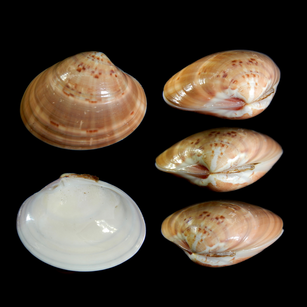 Smooth Clam