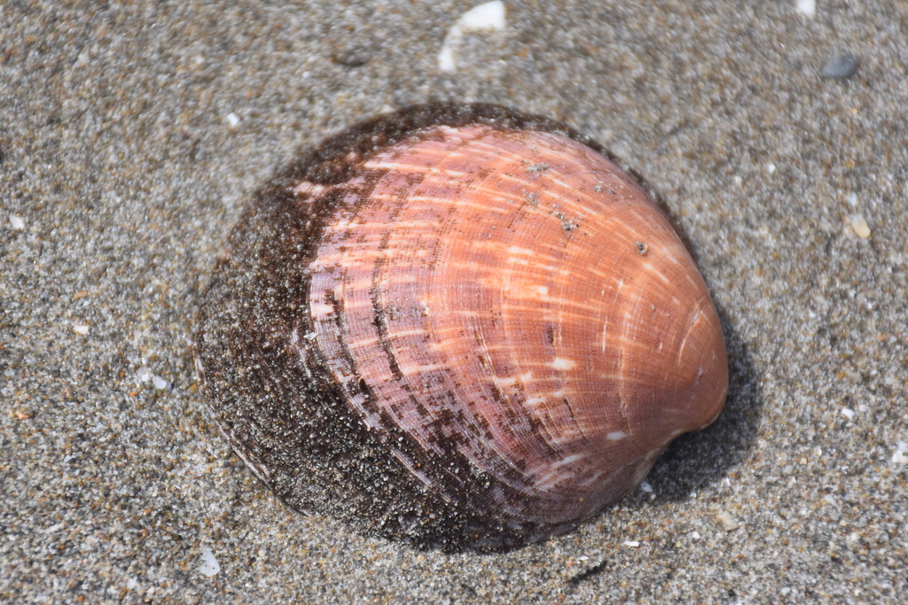 Amande de mer