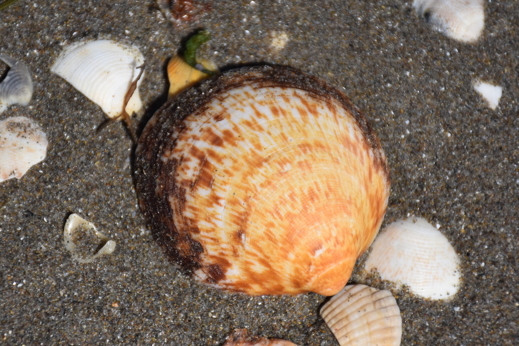 European Bittersweet Clam