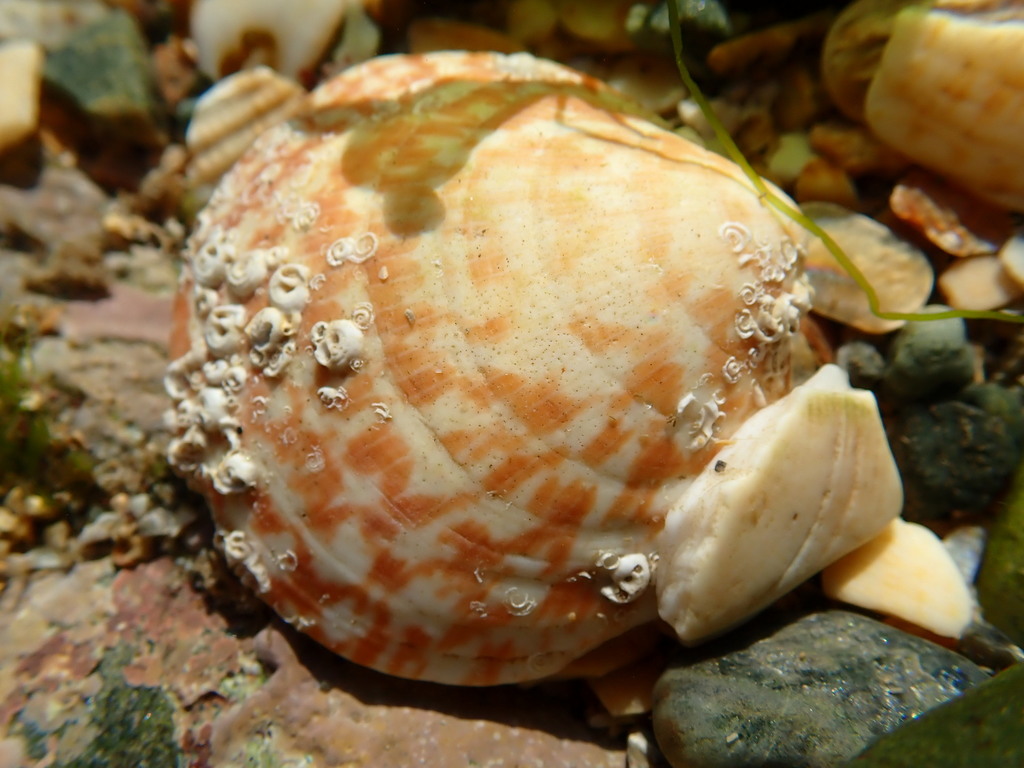 Amande de mer