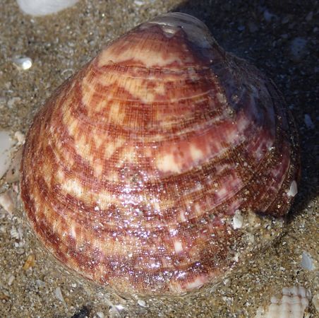 Amande de mer