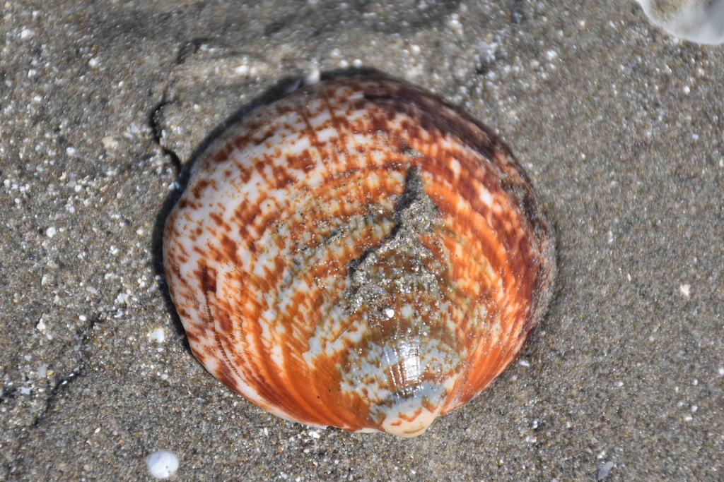 Amande de mer