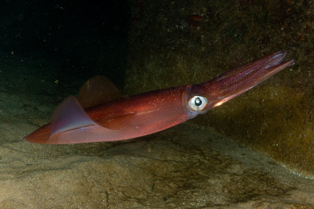 Encornet